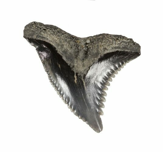 Hemipristis Shark Tooth Fossil - Virginia #61606